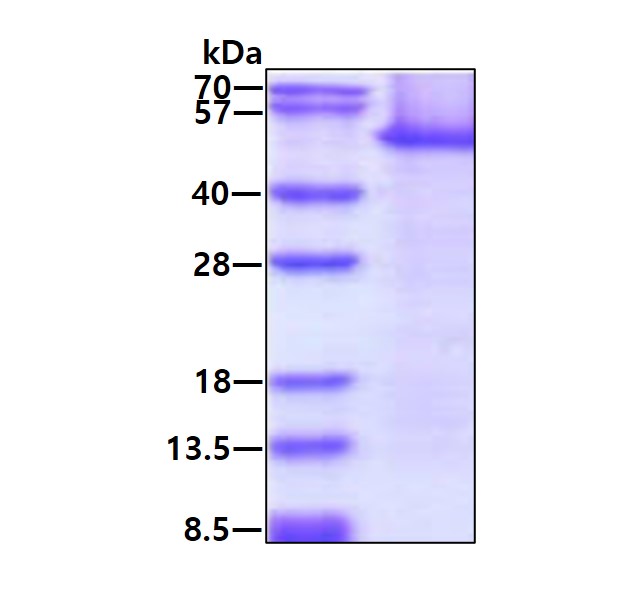 3 μg by SDS-PAGE under reducing condition and visualized by coomassie blue stain.